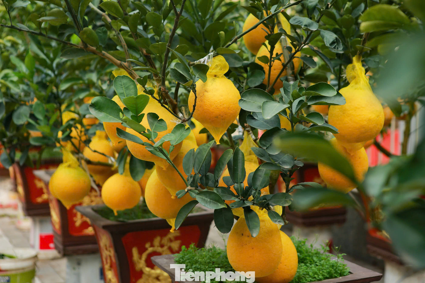 Để bảo đảm quả bưởi ghép được chắn chắn trong quá trình vận chuyển, người thợ dùng băng dính cố định những quả bưởi nhằm tránh rơi rụng.