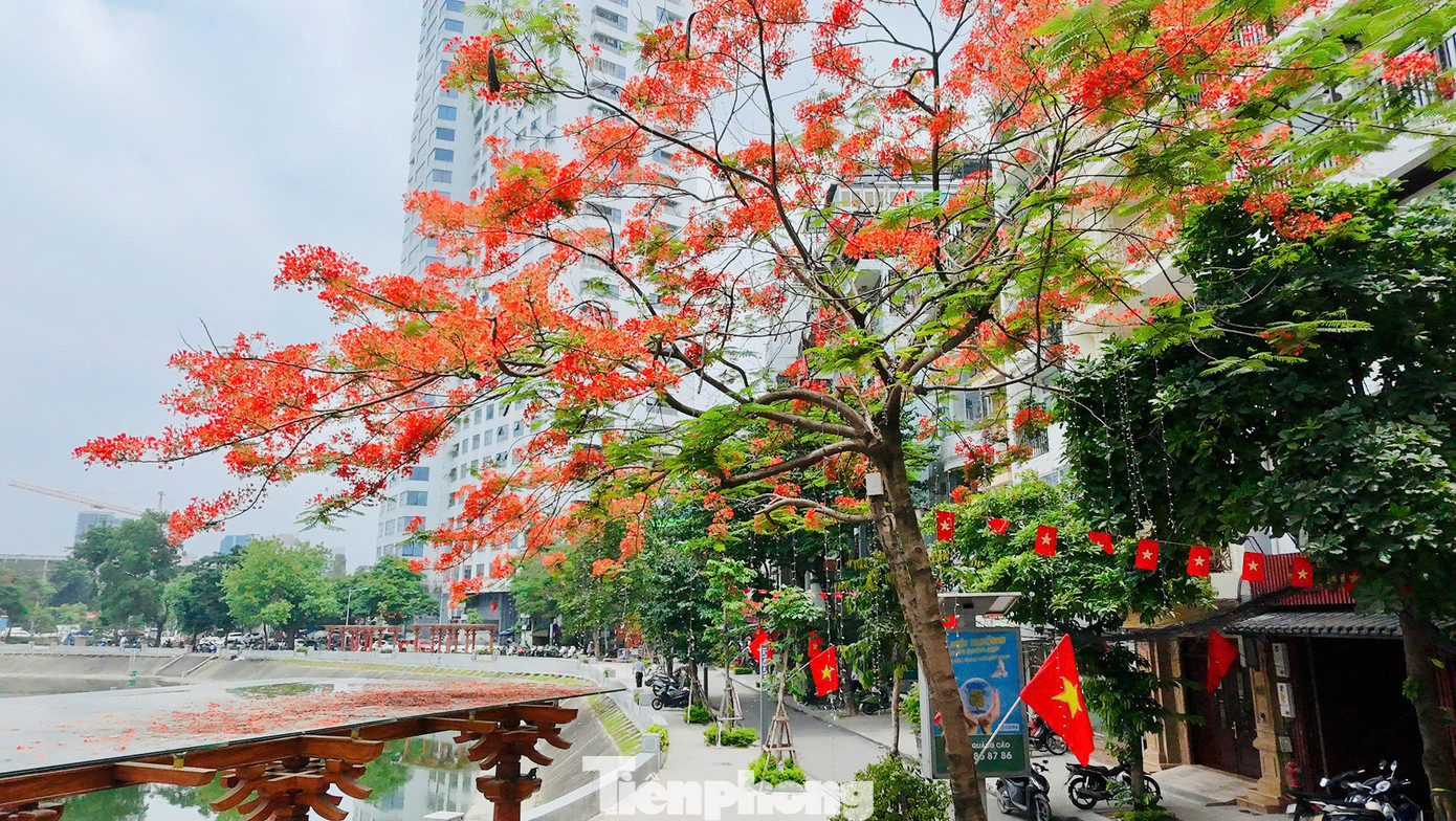 Trái ngược với sự dịu dàng của bằng lăng, hoa phượng vĩ lại cháy lên một gam màu rực rỡ. Những chùm phượng đỏ rực rỡ nhuộm kín các sân trường, góc phố, tạo nên một bức tranh mùa hè sôi động.