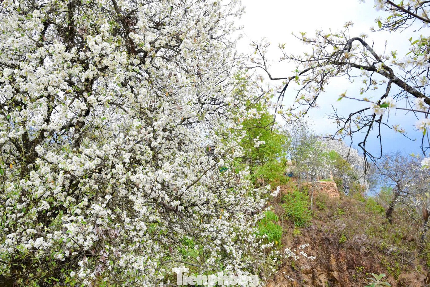 Hiện nay, nơi trồng nhiều cây sơn tra và hoa nở đẹp nhất là ở bản Nậm Nghiệp, xã Ngọc Chiến, huyện Mường La, Sơn La.