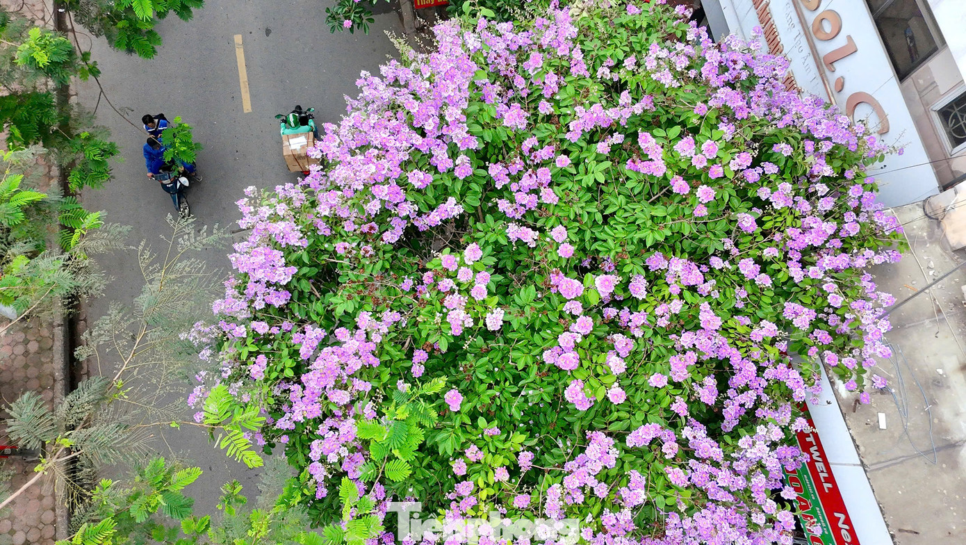 Khi những tia nắng đầu hè bắt đầu đổ xuống cũng là lúc Hà Nội bừng lên với sắc màu rực rỡ của hoa bằng lăng tím biếc. Khi nở, hoa sẽ mọc thành từng chùm có chiều dài từ 20 - 40 cm, cánh hoa rất mỏng. Hoa có nhiều màu sắc khác nhau như màu hồng, màu trắng, màu đỏ. Tuy nhiên ở Hà Nội, hoa bằng lăng thường có màu tím.