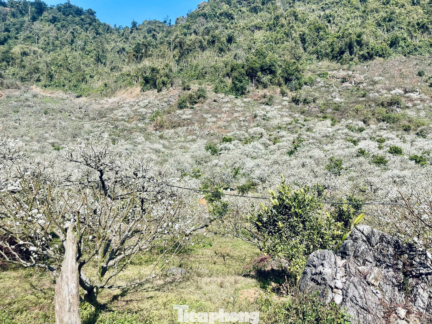 Cách Hà Nội khoảng 200km, cùng với Nà Ka, thung lũng mận Bảo Bảo (xã Phiêng Luông, huyện Mộc Châu, tỉnh Sơn La) nổi tiếng là vùng trồng mận nhiều nhất ở Mộc Châu.