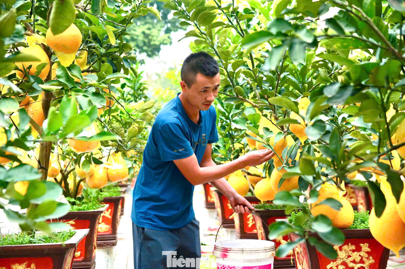 Chủ vựa tên Thanh chia sẻ: "Một cây bưởi cảnh đẹp thu hút người chơi sẽ có 3 tiêu chí: gốc cây có dáng đẹp mắt; lá xanh tốt, dày, đủ cả lá non, lá già; nhiều quả trĩu trịt, quả bưởi căng tròn, vàng bóng”.