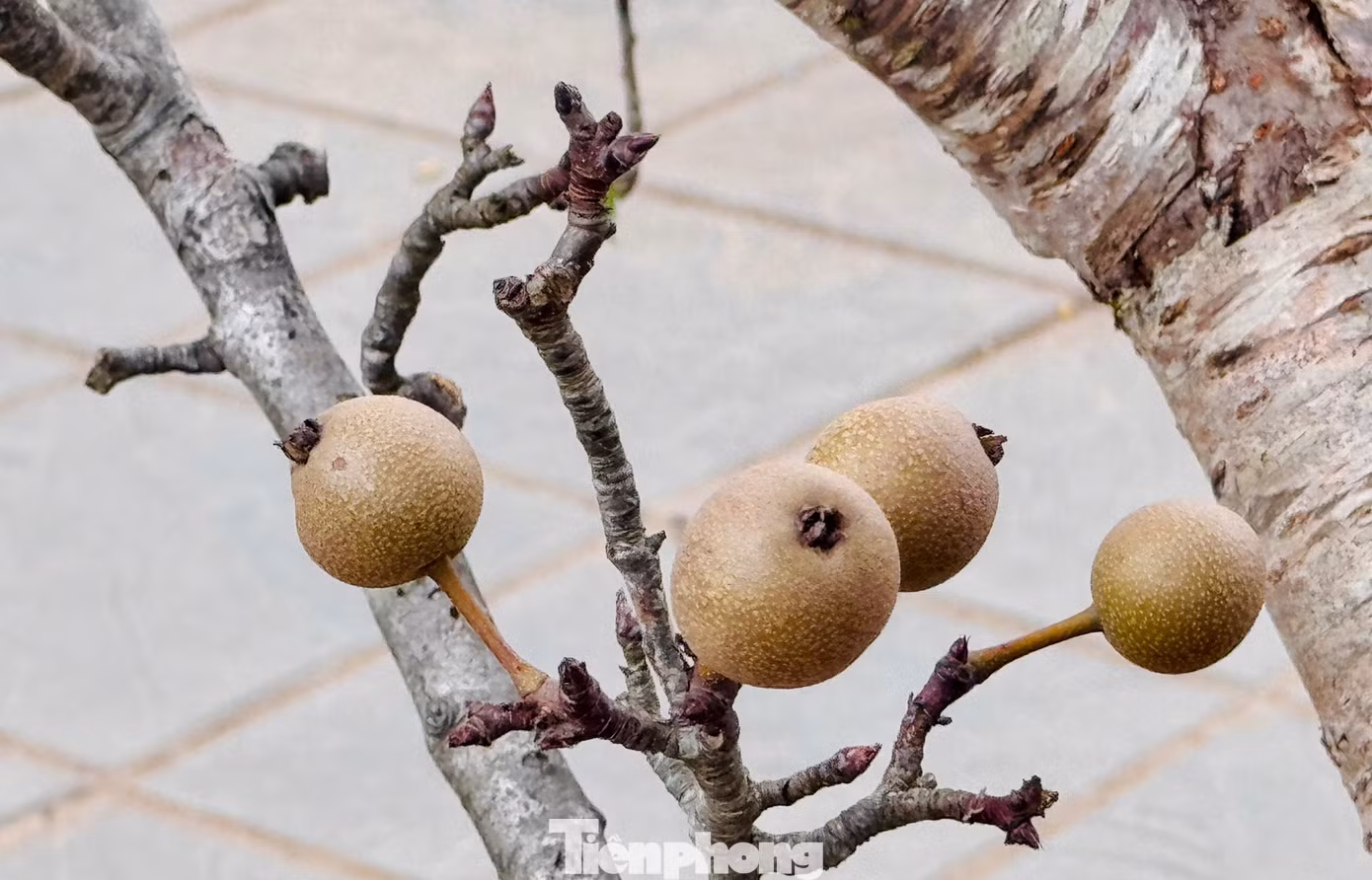 Những cành lê độc, lạ sai trĩu trịt quả với giá từ 1 triệu đến 1,5 triệu đồng.
