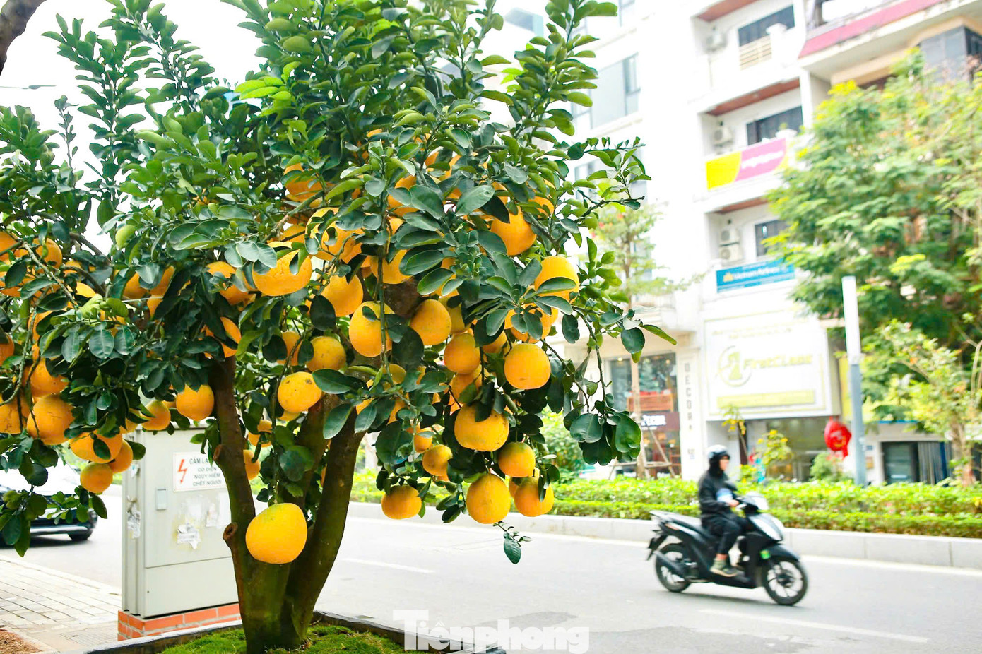 Tại điểm bán hàng khu vực chợ hoa Tết trên đường Lạc Long Quân, hàng chục chậu bưởi cảnh, có giá từ vài triệu tới hàng chục triệu đồng, đang "khoe dáng" chờ khách tới mua.