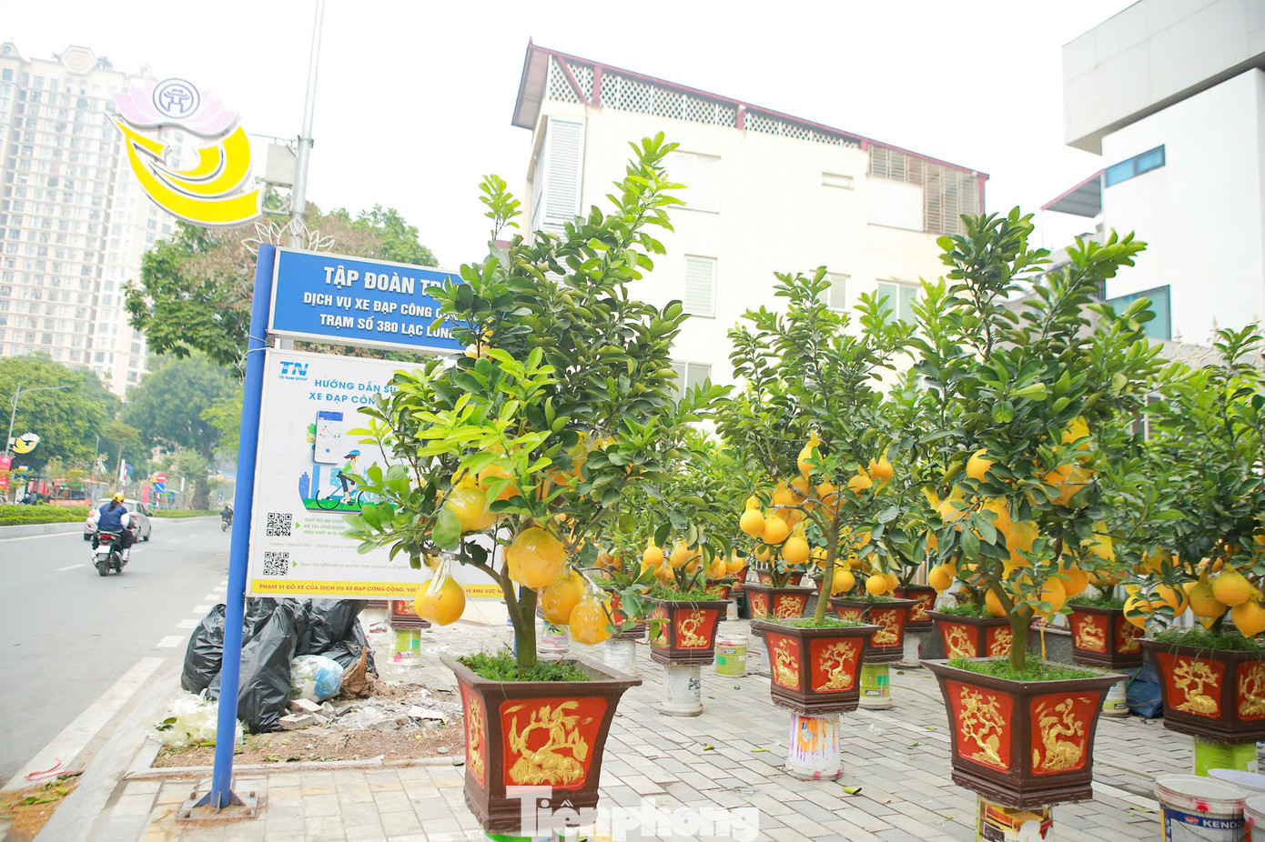 Những ngày này, dọc các tuyến đường như Lạc Long Quân, Nghi Tàm, Lê Quang Đạo... thị trường cây cảnh phục vụ Tết Nguyên đán Ất Tỵ 2025 bắt đầu trở nên sôi động. Các nhà vườn tung ra hàng loạt "siêu phẩm" phục vụ nhu cầu mua sắm của khách hàng.