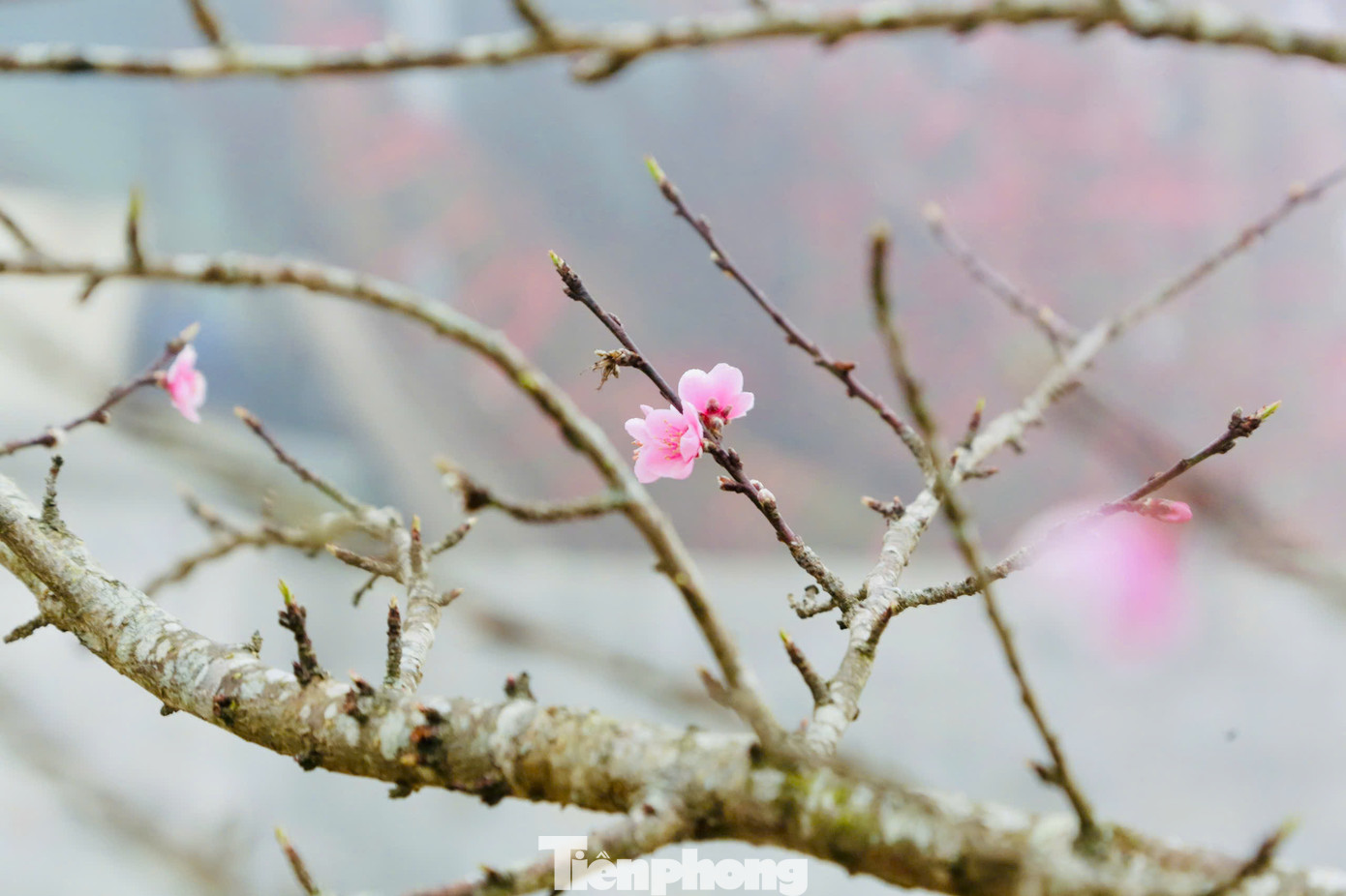 Đào Tết ở Vân Hồ được nhiều người ưa thích, bởi đây là những cây mọc tự nhiên, có nhiều nụ, không qua uốn nắn, từ đó cho ra kiểu dáng độc nhất. Đào Tết ở Vân Hồ được nhiều người ưa thích, bởi đây là những cây mọc tự nhiên, có nhiều nụ, không qua uốn nắn, từ đó cho ra kiểu dáng độc nhất.