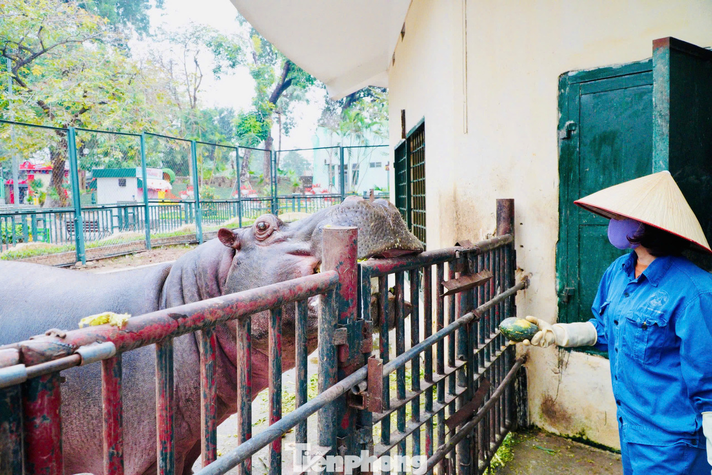 Khẩu phần ăn nhiều dinh dưỡng gồm các loại củ quả giàu năng lượng như khoai, bí ngô, cà rốt được tăng cường để động vật có thêm sức đề kháng.