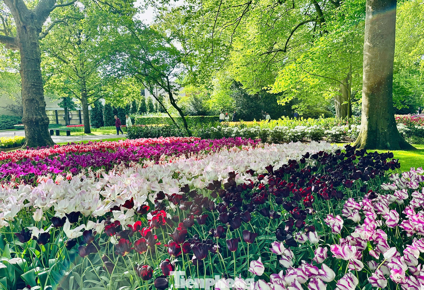 Mùa xuân vào khoảng tháng 4, tháng 5, Hà Lan khoác lên mình tấm áo rực rỡ của hàng triệu đóa tulip vào mùa nở rộ, Amsterdam chính là cửa ngõ lý tưởng để bạn bắt đầu hành trình khám phá vẻ đẹp say đắm lòng người này.