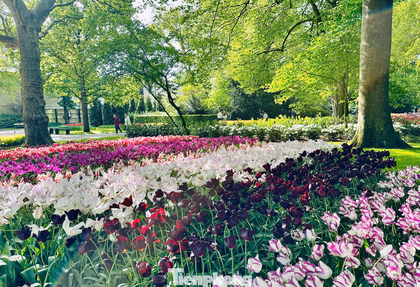 Mùa xuân vào khoảng tháng 4, tháng 5, Hà Lan khoác lên mình tấm áo rực rỡ của hàng triệu đóa tulip vào mùa nở rộ, Amsterdam chính là cửa ngõ lý tưởng để bạn bắt đầu hành trình khám phá vẻ đẹp say đắm lòng người này.