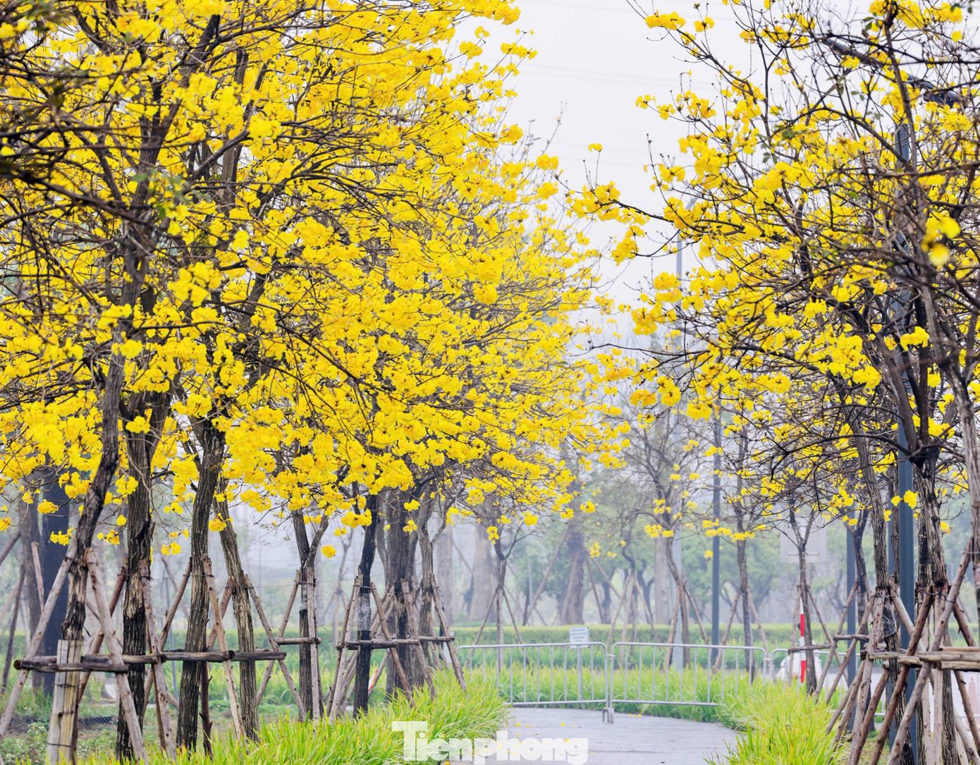 Hoa phong linh có xuất xứ từ Nam Mỹ được du nhập vào Việt Nam khoảng 10 năm trở lại đây.