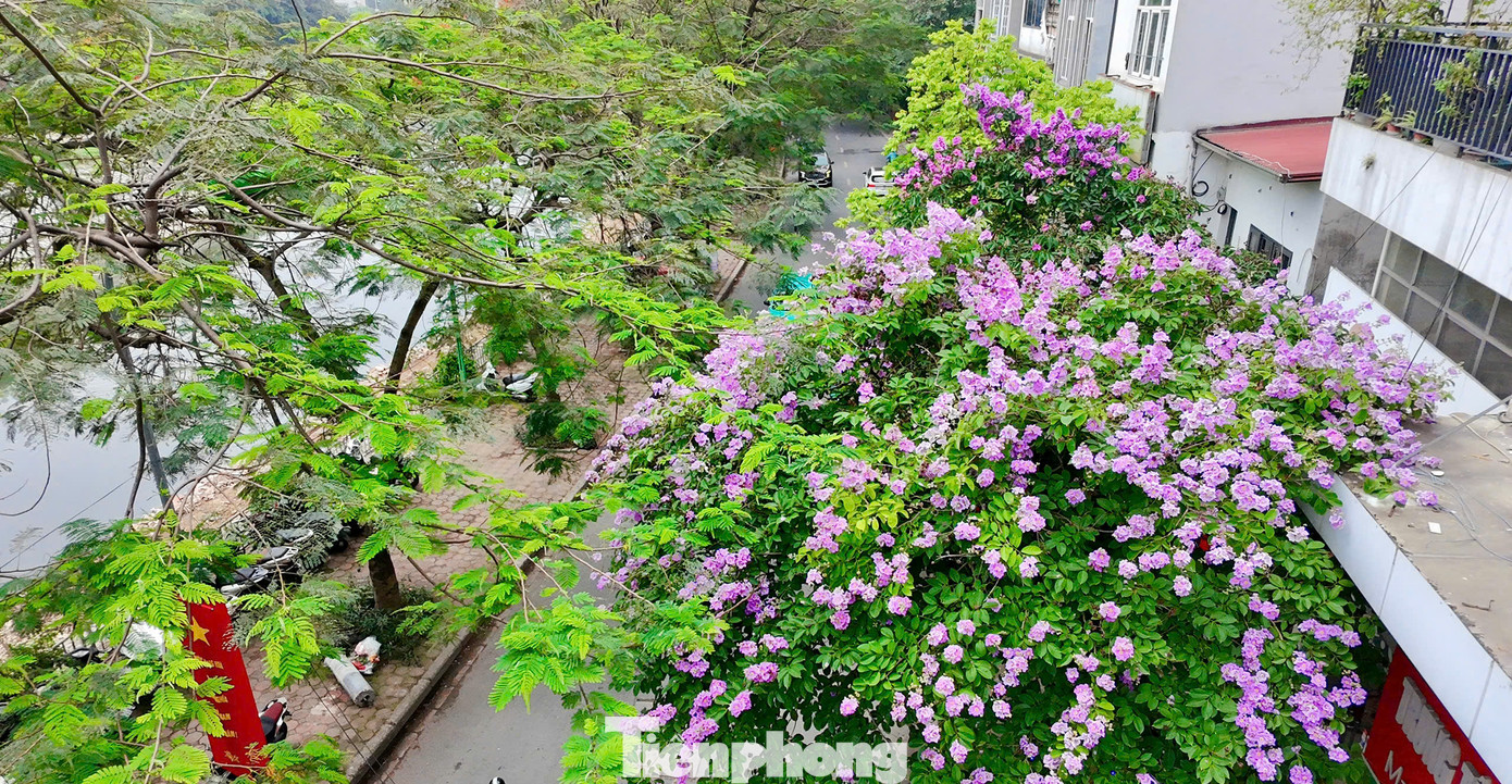 Khi những tia nắng đầu hè bắt đầu đổ xuống cũng là lúc Hà Nội bừng lên với sắc màu rực rỡ của hoa bằng lăng tím biếc. Khi nở, hoa sẽ mọc thành từng chùm có chiều dài từ 20 - 40 cm, cánh hoa rất mỏng. Hoa có nhiều màu sắc khác nhau như màu hồng, màu trắng, màu đỏ. Tuy nhiên ở Hà Nội, hoa bằng lăng thường có màu tím.