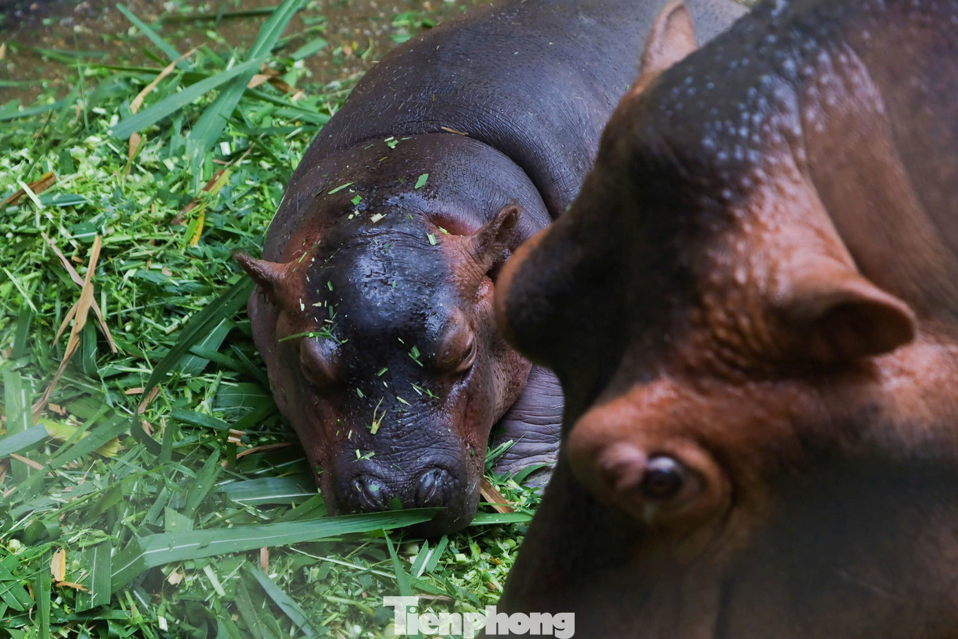 Ông Lê Sỹ Dũng, Chủ tịch Công ty TNHH MTV Vườn thú Hà Nội chia sẻ: “Lần đầu tiên chúng tôi đã chứng kiến loài Hà Mã sinh con, đánh dấu một bước ngoặt trong công tác nuôi dưỡng động vật hoang dã. Từ nhân viên quản lý, bác sĩ thú y, đến các công nhân đều tâm huyết, cùng vượt qua khó khăn ban đầu để nuôi dưỡng bé Hà Mã từ khi còn non nớt, đến nay đã lớn khỏe”.
