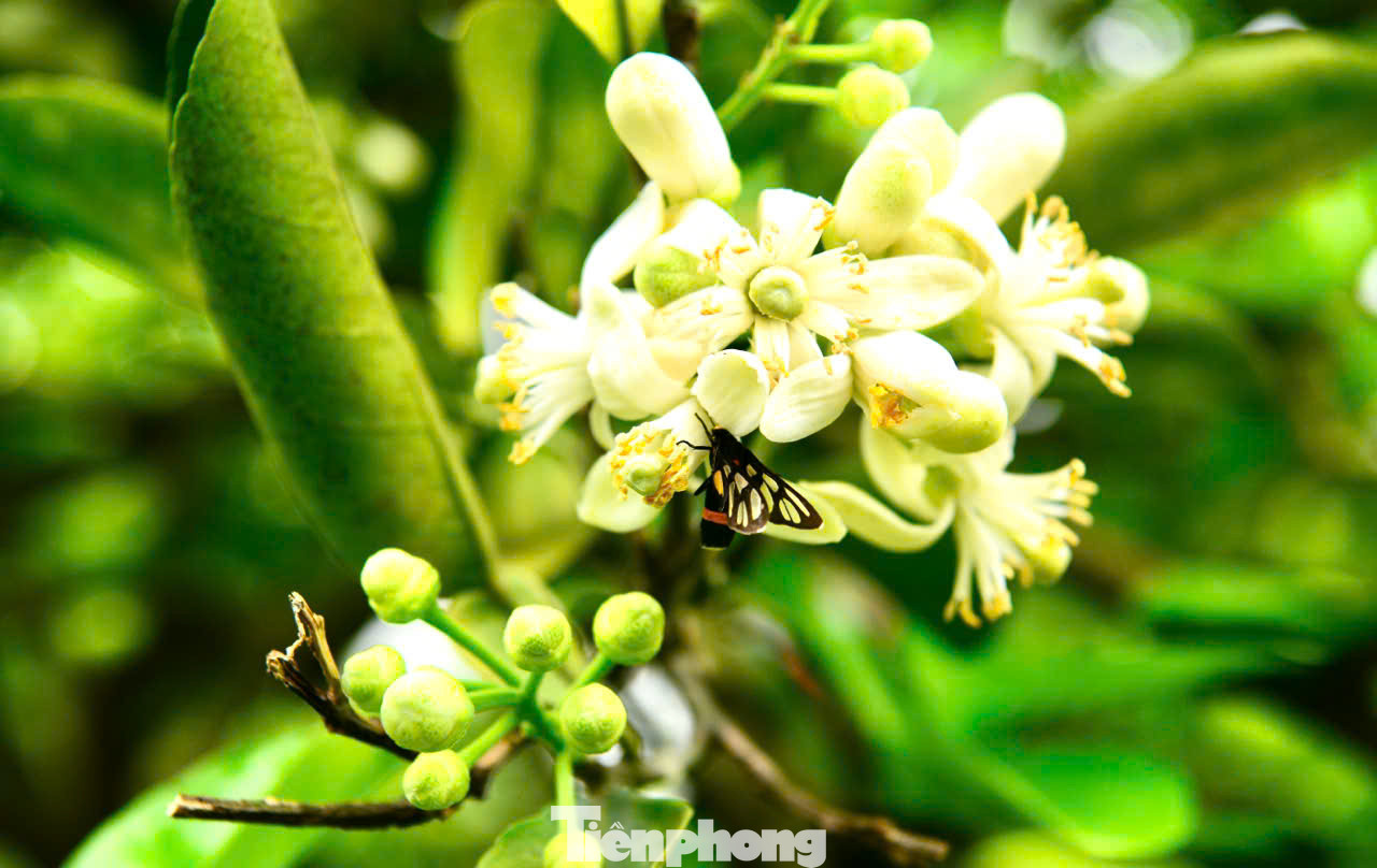 Cách thụ phấn bằng tay cho hoa bưởi là dựa trên nguyên tắc thụ phấn chéo, tức là nhị của hoa này sẽ kết hợp với nhụy của hoa khác, không bắt buộc là trên cùng một bông", chị Ngọc cho biết. Cách thụ phấn bằng tay cho hoa bưởi là dựa trên nguyên tắc thụ phấn chéo, tức là nhị của hoa này sẽ kết hợp với nhụy của hoa khác, không bắt buộc là trên cùng một bông", chị Ngọc cho biết.