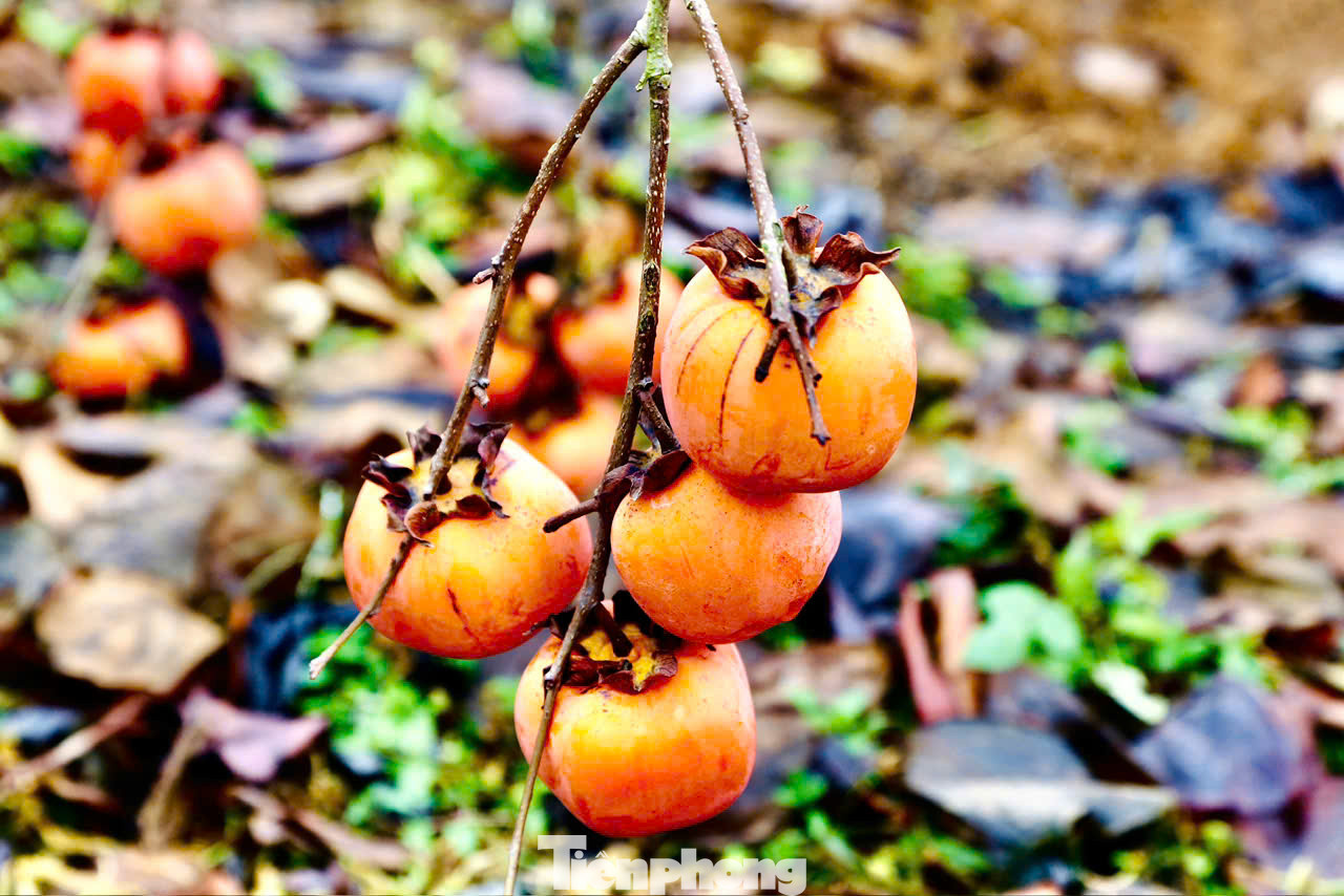 Dịp Tết này các chủ vườn chào bán các cành hồng theo cân với giá 160.000/kg.