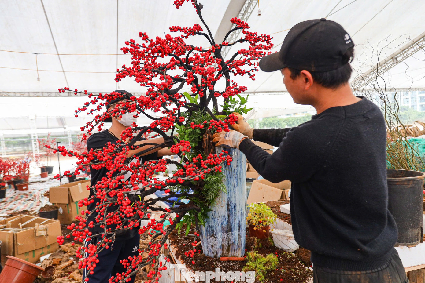 Để có được một chậu đào đông đẹp ưng ý, phải rất cẩn thận, tỉ mỉ từ khi trồng đến vận chuyển, để tránh làm gãy cành hay rụng quả, mất thế và dáng đẹp.