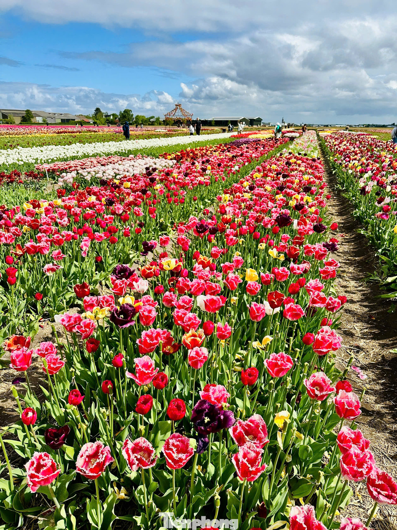 Điểm đến không thể bỏ qua cho những tín đồ hoa tulip chính là vườn hoa Keukenhof trứ danh.