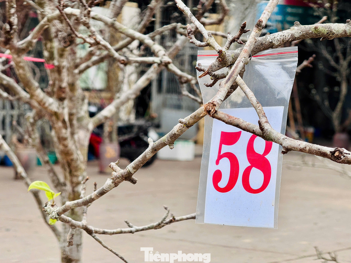 Những cành hoa lê chỉ điểm xuyết một vài bông hoa, chưa nở bung có giá từ vài trăm nghìn đến hơn 1 triệu đồng. Nhiều cành đã được người chơi đánh số, "xí chỗ" sớm đợi rước về nhà. Những cành hoa lê chỉ điểm xuyết một vài bông hoa, chưa nở bung có giá từ vài trăm nghìn đến hơn 1 triệu đồng. Nhiều cành đã được người chơi đánh số, "xí chỗ" sớm đợi rước về nhà.