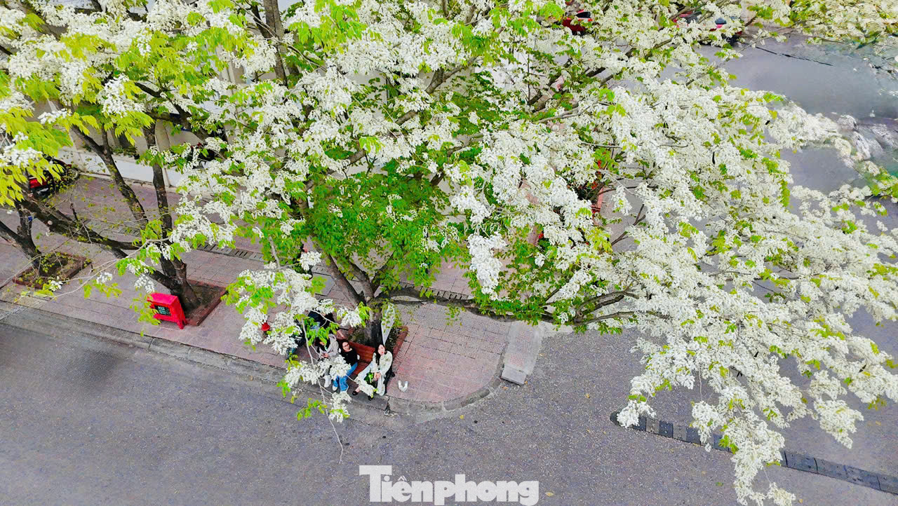 Tại khuôn viên khu nhà Ngoại giao đoàn ven hồ Đắc Di, một dãy cây sưa đang nở hoa trắng xóa tạo nên cảnh quan tự nhiên đẹp mắt.