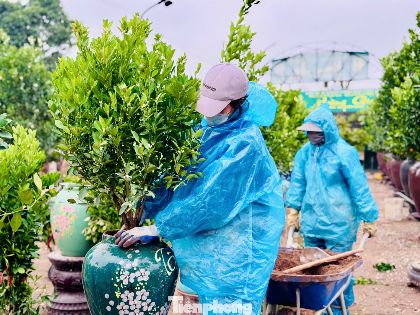 Với số lượng hàng trăm bình quất của nhà vườn như này, thời gian hoàn thành công việc mất khoảng hơn nửa tháng. Không giống như quất trồng đất nguồn dinh dưỡng nhiều, quất trồng trong chậu, chum, lọ diện tích nhỏ, ít dinh dưỡng vì vậy đòi hỏi về kỹ thuật chăm bón tỉ mỉ và cầu kỳ hơn.