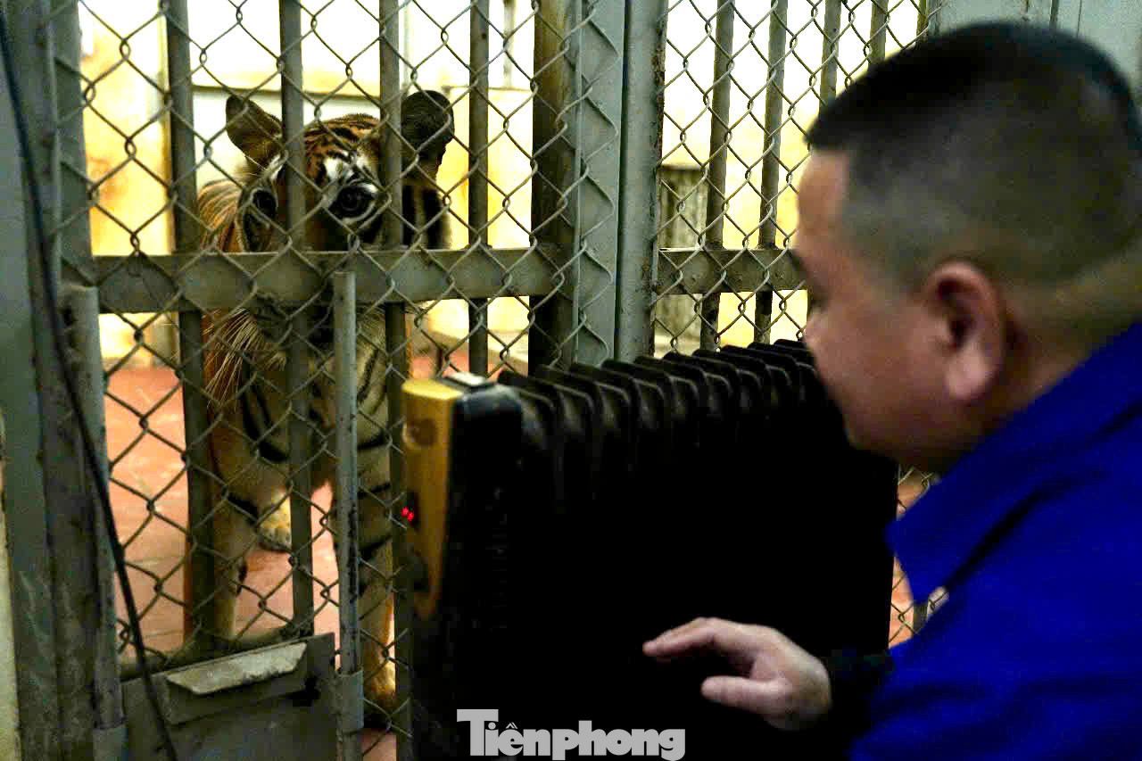 Với các loài thú lớn, quý hiếm như voi, hà mã, sư tử, hổ… đều có máy sưởi, máy điều hòa hoặc bình nước nóng để giữ nhiệt độ cho cơ thể cho động vật.