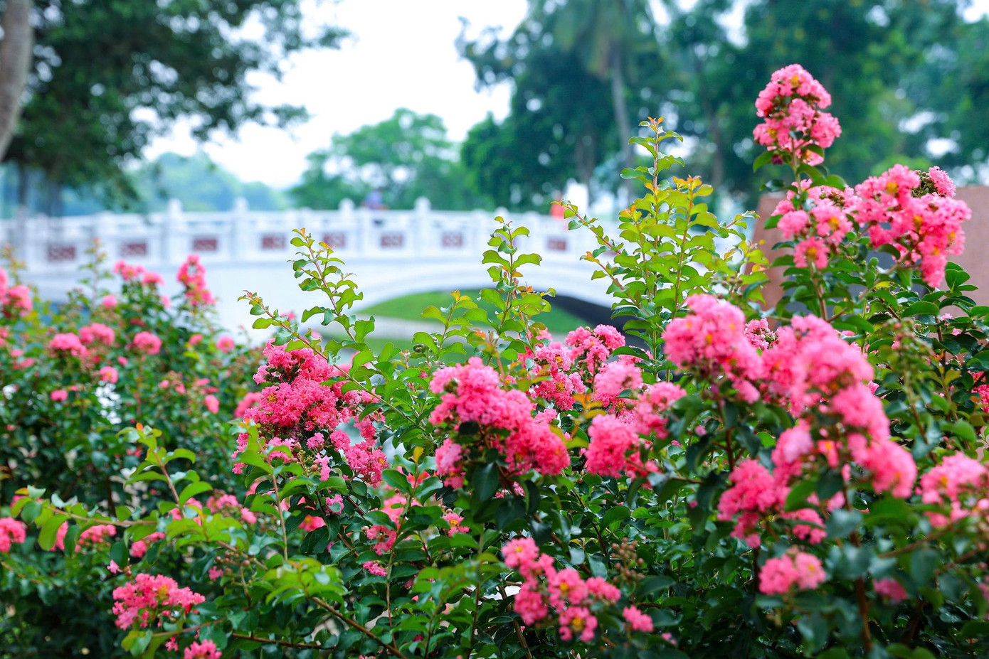 Công viên Thống Nhất trải dài giữa 4 phố: Trần Nhân Tông, Lê Duẩn, Đại Cồ Việt và Nguyễn Đình Chiểu. Với diện tích rộng khoảng 50 ha, bao trọn hồ bảy mẫu rộng 25 ha, công viên trở thành điểm đến lý tưởng cho người dân Hà Nội thư giãn, tập thể dục và tận hưởng không gian xanh mát giữa ngày hè oi ả. Công viên Thống Nhất trải dài giữa 4 phố: Trần Nhân Tông, Lê Duẩn, Đại Cồ Việt và Nguyễn Đình Chiểu. Với diện tích rộng khoảng 50 ha, bao trọn hồ bảy mẫu rộng 25 ha, công viên trở thành điểm đến lý tưởng cho người dân Hà Nội thư giãn, tập thể dục và tận hưởng không gian xanh mát giữa ngày hè oi ả.