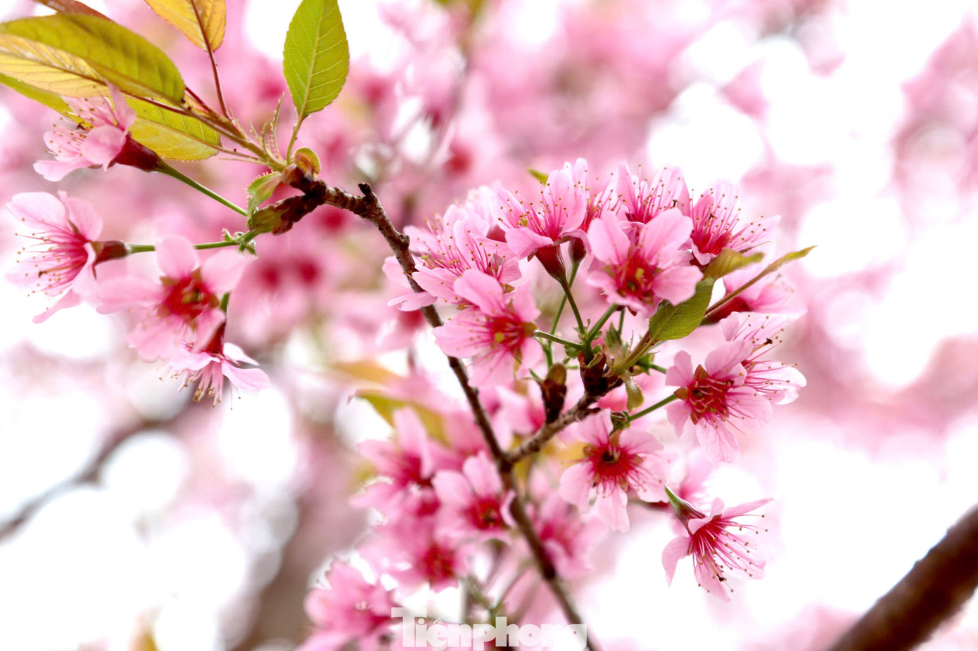 Hoa mai anh đào có nét riêng đặc sắc, hoa thường mọc thành từng chùm, mỗi bông hoa có năm cánh đơn màu hồng phai.
