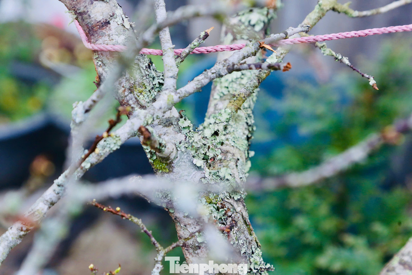 Các huyện Vân Hồ, Mộc Châu (tỉnh Sơn La) nổi tiếng với loại đào đá mốc gốc bởi vẻ đẹp độc lạ, những thân cây xù xì trông như khúc củi, bên ngoài thì rêu mọc phủ kín lại được nhiều người săn đón. Các huyện Vân Hồ, Mộc Châu (tỉnh Sơn La) nổi tiếng với loại đào đá mốc gốc bởi vẻ đẹp độc lạ, những thân cây xù xì trông như khúc củi, bên ngoài thì rêu mọc phủ kín lại được nhiều người săn đón.