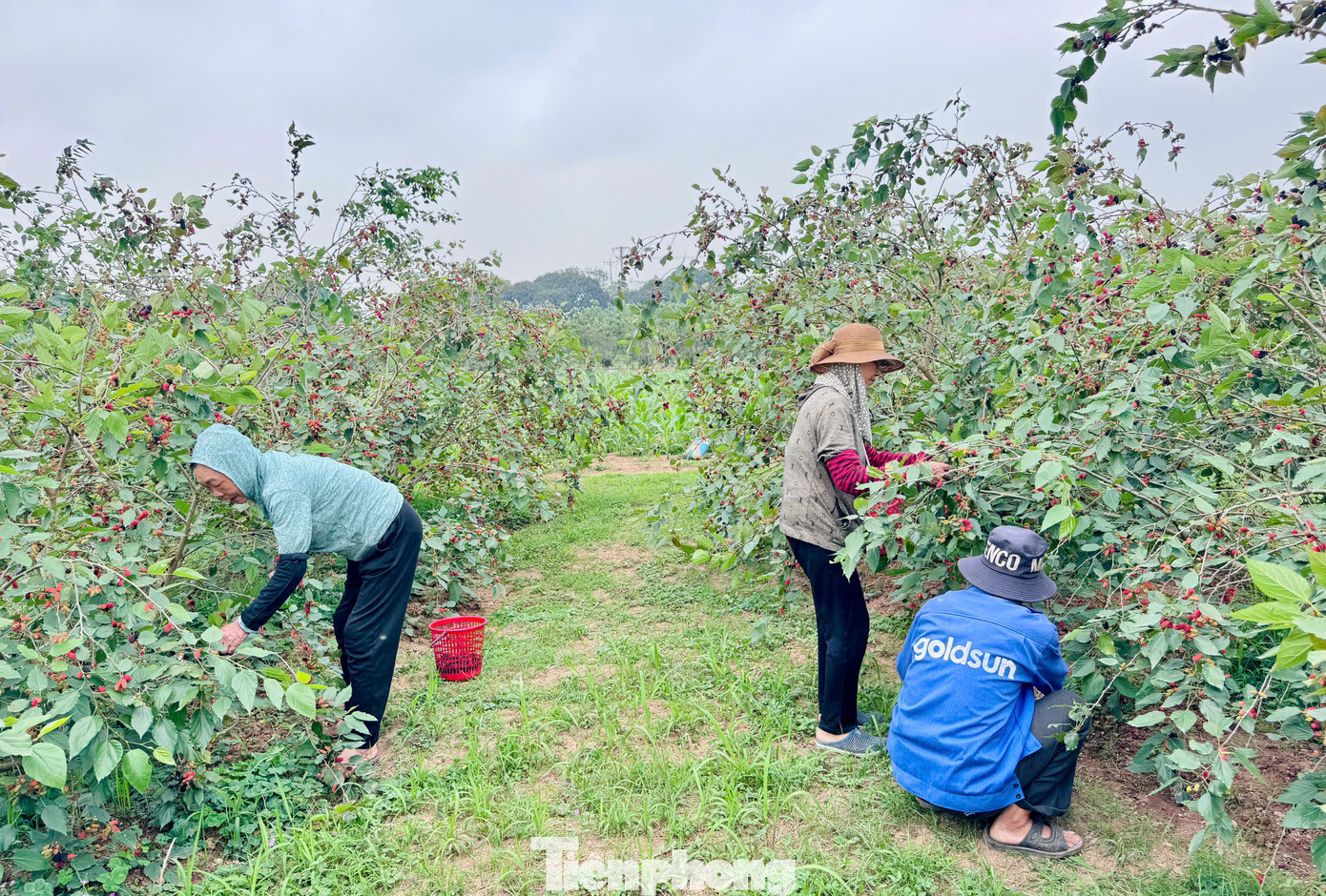 Giá bán tại vườn cho các thương lái dao động từ 15.000 - 20.000 đồng/kg tùy loại. Giá bán tại vườn cho các thương lái dao động từ 15.000 - 20.000 đồng/kg tùy loại.