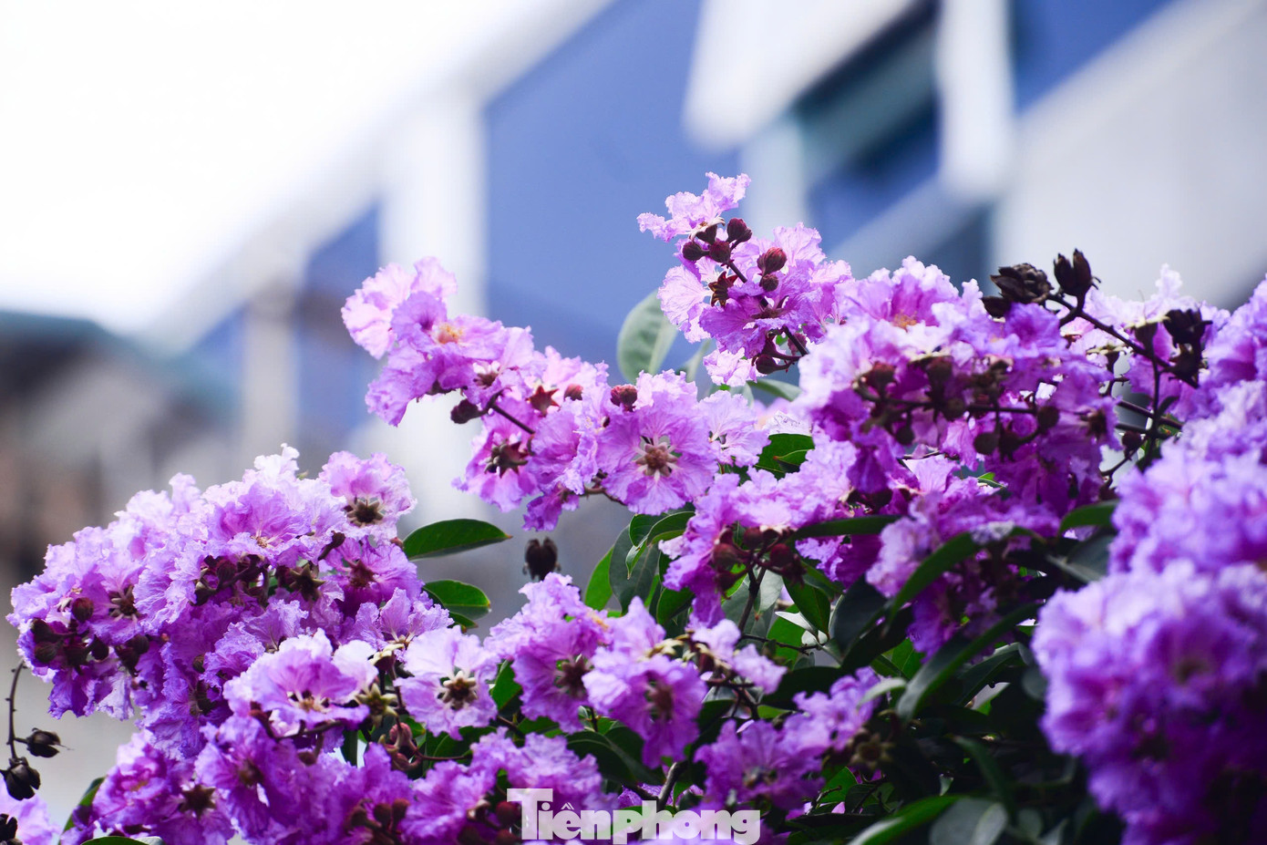 Sắc hoa không chỉ tô điểm cho phố phường thêm tươi sáng mà còn gợi nhớ lại ký ức tuổi thơ, những rung động tuổi học trò mỗi độ chia tay mùa thi.