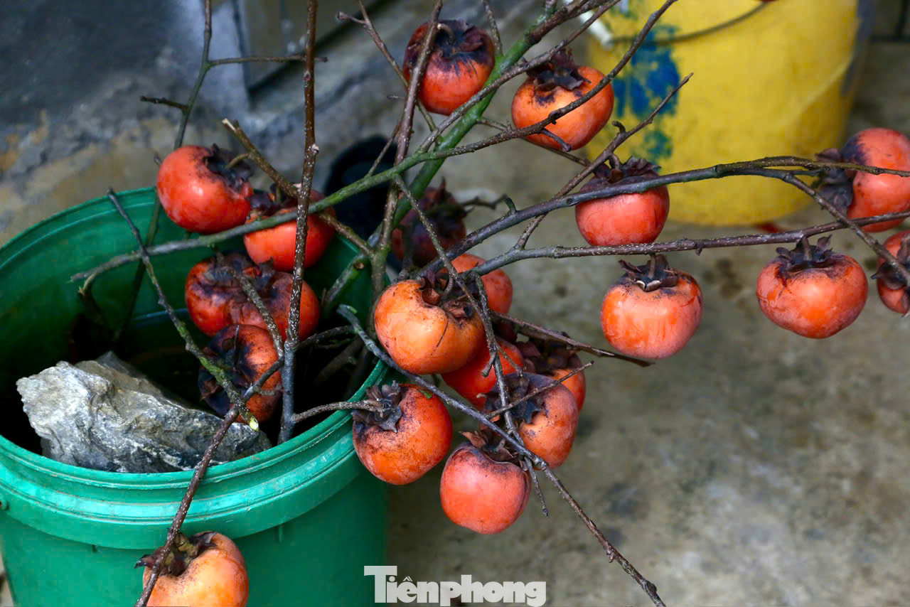 Dịp Tết này các chủ vườn chào bán các cành hồng theo cân với giá 160.000/kg.