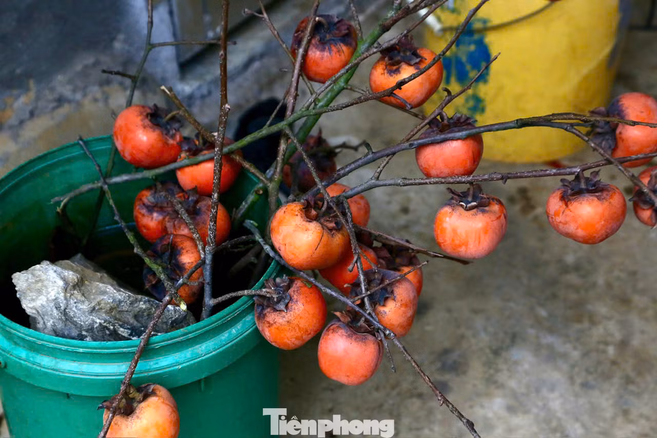Dịp Tết này các chủ vườn chào bán các cành hồng theo cân với giá 160.000/kg.