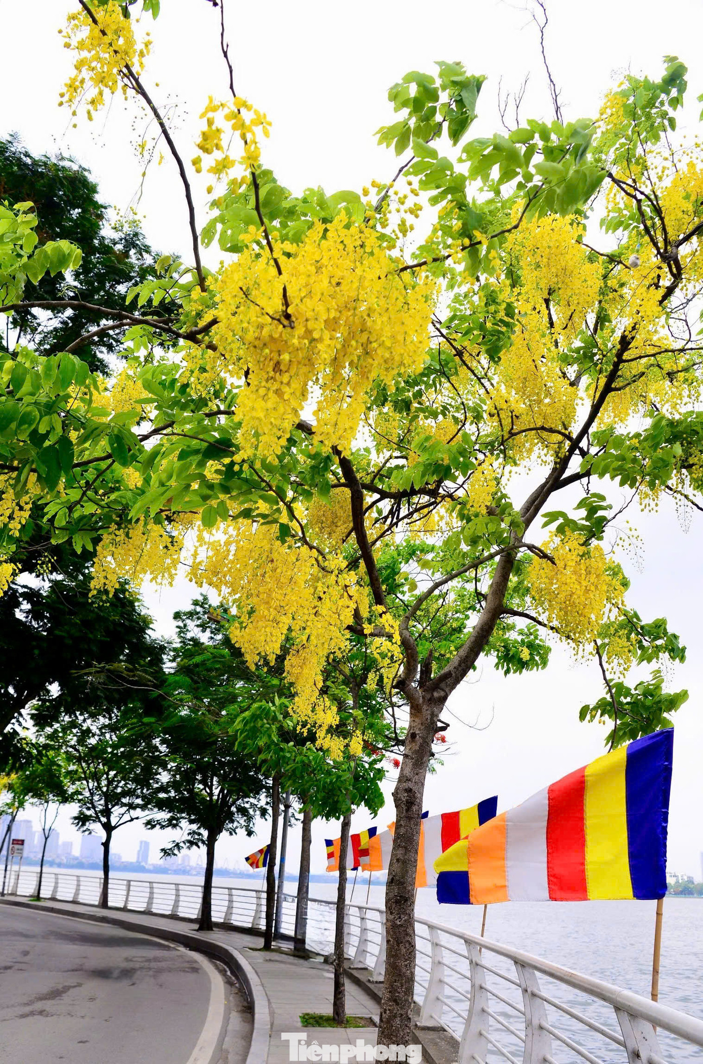 Tán hoa buông rủ mềm mại, đung đưa theo gió khiến khung cảnh trở nên thơ mộng.