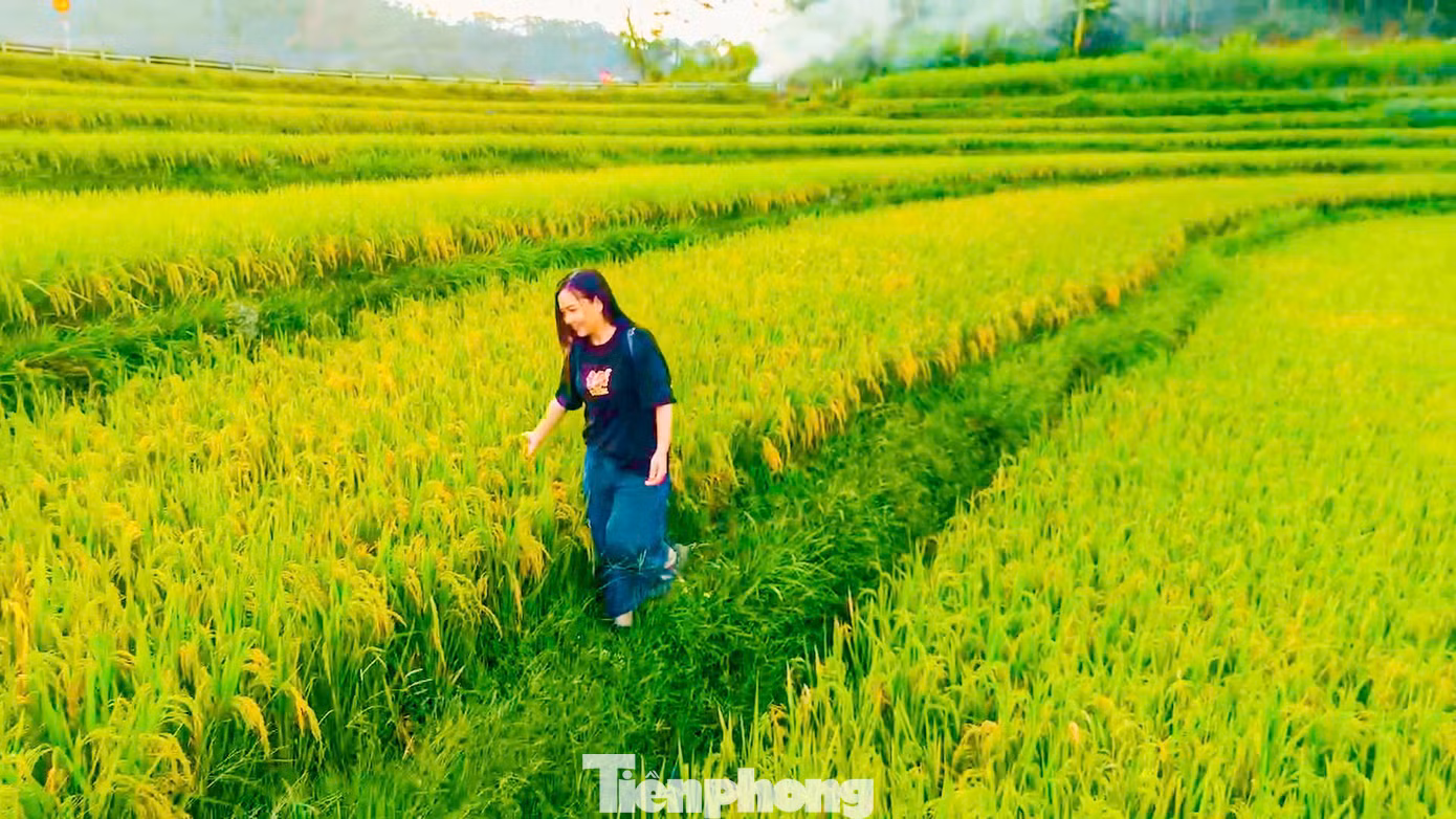 Bạn Minh Nhật du khách đến từ Hà Nội cho biết: "Tranh thủ lúa đang vào mùa chín rộ, mình cùng nhóm bạn tranh thủ làm 1 chuyến phượt đến Pù Luông ngắm lúa và chụp hình “sống ảo”. Mặc dù đang vào hè nhưng thời tiết tại Pù Luông không quá nóng, lý tưởng cho mọi hoạt động, vừa có thể thả bộ hít thở không khí trong lành của vùng rừng núi vừa ngắm những ruộng lúa từ trên cao, ngắm trọn khung cảnh đẹp mê hồn của Pù Luông".
