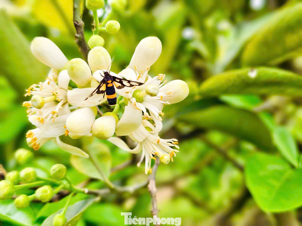 Anh Dũng chủ vườn bưởi Diễn ở quận Bắc Từ Liêm chia sẻ: "Trước đây nếu để cây bưởi phát triển theo tự nhiên, thông qua gió và côn trùng, tỉ lệ đậu quả chỉ khoảng 30% đến 60%. Từ khi nghiên cứu về kinh nghiệm trồng cây ăn quả trên mạng internet thì việc chúng tôi chủ động thụ phấn bằng tay cho tỷ lệ đậu quả cao hơn nhiều (từ 80% đến 95%)". Anh Dũng chủ vườn bưởi Diễn ở quận Bắc Từ Liêm chia sẻ: "Trước đây nếu để cây bưởi phát triển theo tự nhiên, thông qua gió và côn trùng, tỉ lệ đậu quả chỉ khoảng 30% đến 60%. Từ khi nghiên cứu về kinh nghiệm trồng cây ăn quả trên mạng internet thì việc chúng tôi chủ động thụ phấn bằng tay cho tỷ lệ đậu quả cao hơn nhiều (từ 80% đến 95%)".