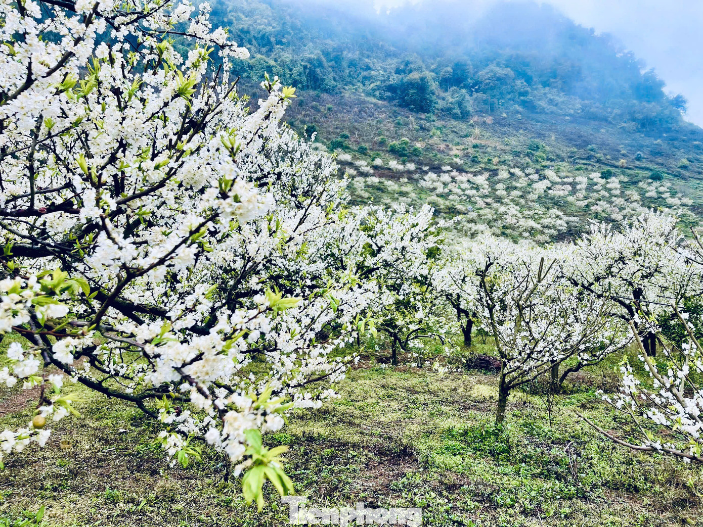 Năm nay, hoa mận bung nở ở thung lũng Mu Náu, Nà Ka, bản Pa Phách, rừng mận Ngũ Động Bản Ôn ... thu hút đông đảo du khách từ khắp các nơi đến chiêm ngưỡng.