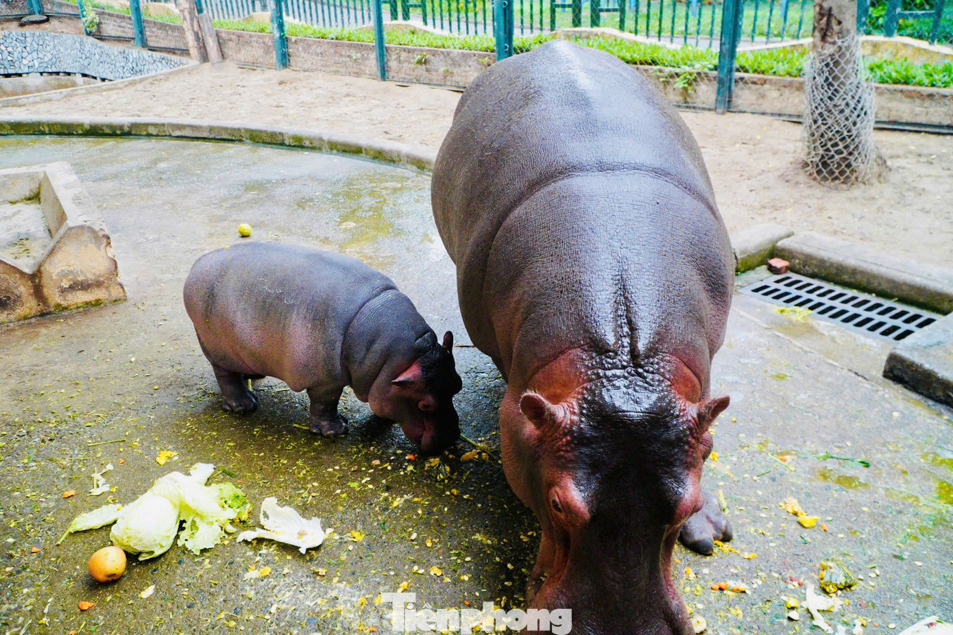 Bà Đỗ Thanh Hoa, Trưởng phòng Kĩ thuật, Công ty TNHH MTV Vườn thú Hà Nội, cho biết: Theo quy trình kỹ thuật chăn nuôi động vật được TP Hà Nội ban hành và dựa vào tình hình thực tế tại đơn vị, vào mùa đông khi nhiệt độ môi trường giảm dưới 17 độ C, Vườn thú Hà Nội sẽ chủ động điều chỉnh tăng khẩu phần ăn, dinh dưỡng để đảm bảo sức khỏe, tăng cường sức đề kháng chống rét cho đàn động vật.