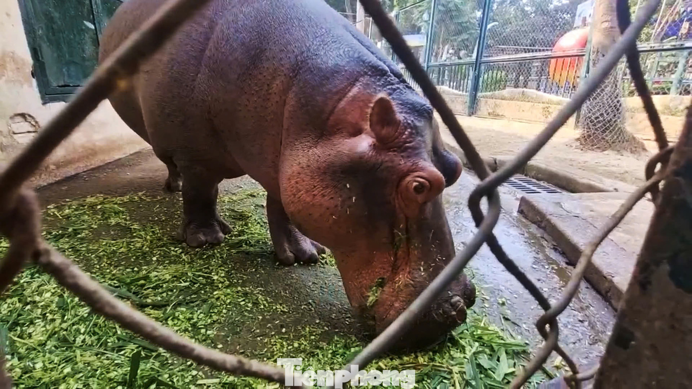 Từ ngày 21/1, bé hà mã chính thức mang tên: Mã Nam. Tên do em Nguyễn Hồng Minh, học sinh lớp 2 ở huyện Đông Anh đặt với ý nghĩa: “Mã” gợi nhớ đến loài Hà Mã, còn “Nam” thể hiện tâm hồn dân tộc.