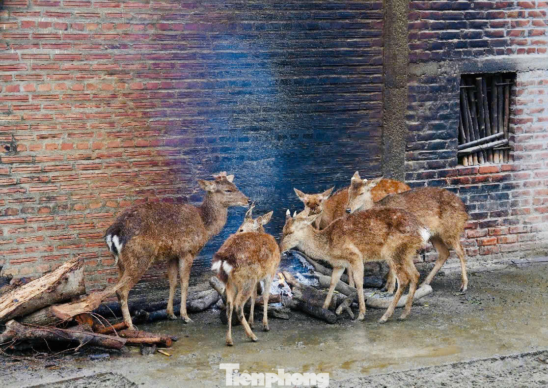 Ngoài ra vườn thú Thủ Lệ còn thực hiện tẩy uế sát trùng, vệ sinh chuồng trại thường xuyên để đảm bảo môi trường luôn sạch cho vật nuôi.