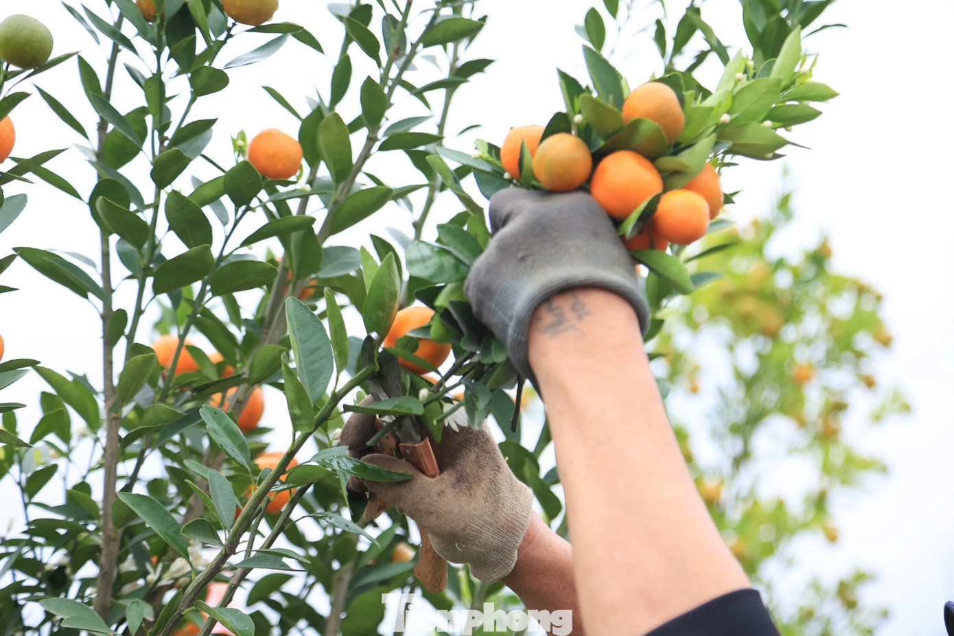 Ông Nguyễn Văn Độ, chủ một nhà vườn quất ở Tứ Liên cho hay: "Tôi có hơn 500 gốc, thuê 3 thợ từ Hưng Yên lên làm uốn, gò, tạo dáng liên tục trong 10 ngày sẽ hoàn tất. Những cây được chọn đưa vào bình để tạo dáng là những cây được lựa chọn kỹ càng, được trồng từ 3 đến 5 năm tuổi trở lên".