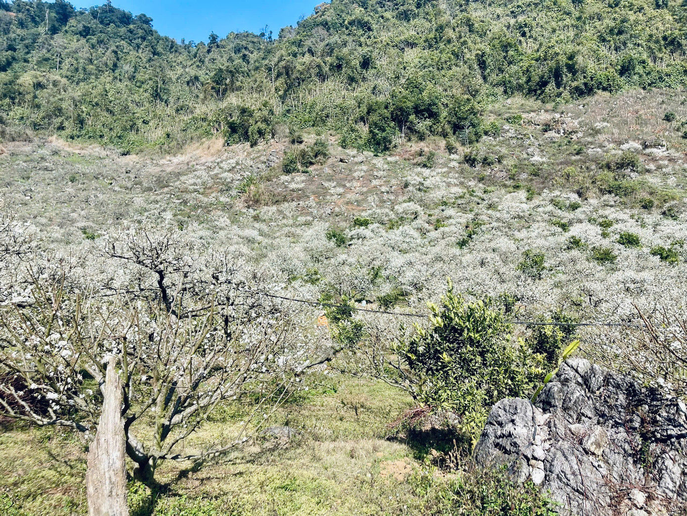 Cách Hà Nội khoảng 200km, cùng với Nà Ka, thung lũng mận Bảo Bảo (xã Phiêng Luông, huyện Mộc Châu, tỉnh Sơn La) nổi tiếng là vùng trồng mận nhiều nhất ở Mộc Châu. Cách Hà Nội khoảng 200km, cùng với Nà Ka, thung lũng mận Bảo Bảo (xã Phiêng Luông, huyện Mộc Châu, tỉnh Sơn La) nổi tiếng là vùng trồng mận nhiều nhất ở Mộc Châu.