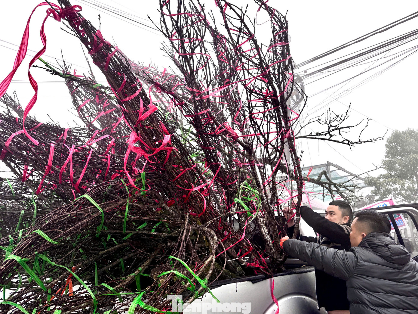 Những cành đào được bó gọn lại cẩn thận, chằng buộc kỹ lên xe và chuyển về những tỉnh miền xuôi như Hà Nội, Hưng Yên, Hà Nam....phục vụ nhu cầu người dân chơi Tết. Những cành đào được bó gọn lại cẩn thận, chằng buộc kỹ lên xe và chuyển về những tỉnh miền xuôi như Hà Nội, Hưng Yên, Hà Nam....phục vụ nhu cầu người dân chơi Tết.