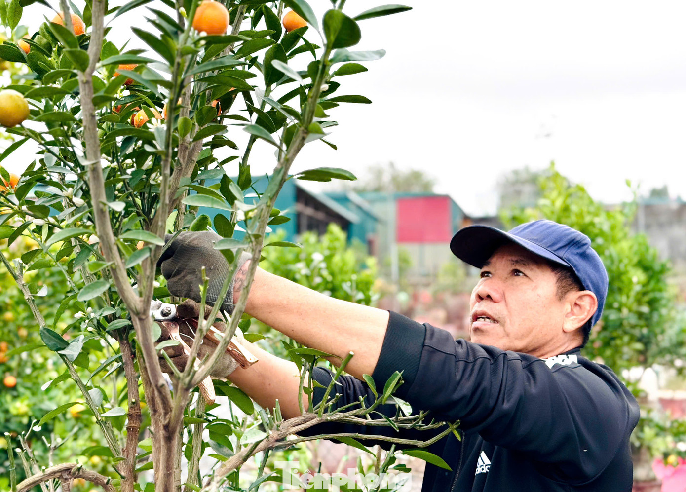 Ông Nguyễn Văn Độ, chủ một nhà vườn quất ở Tứ Liên cho hay: "Tôi có hơn 500 gốc, thuê 3 thợ từ Hưng Yên lên làm uốn, gò, tạo dáng liên tục trong 10 ngày sẽ hoàn tất. Những cây được chọn đưa vào bình để tạo dáng là những cây được lựa chọn kỹ càng, được trồng từ 3 đến 5 năm tuổi trở lên".