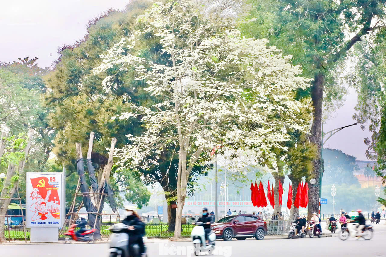 Những ngày tháng 3, hoa sưa đua nở khoe sắc trắng xóa bầu trời Hà Nội.