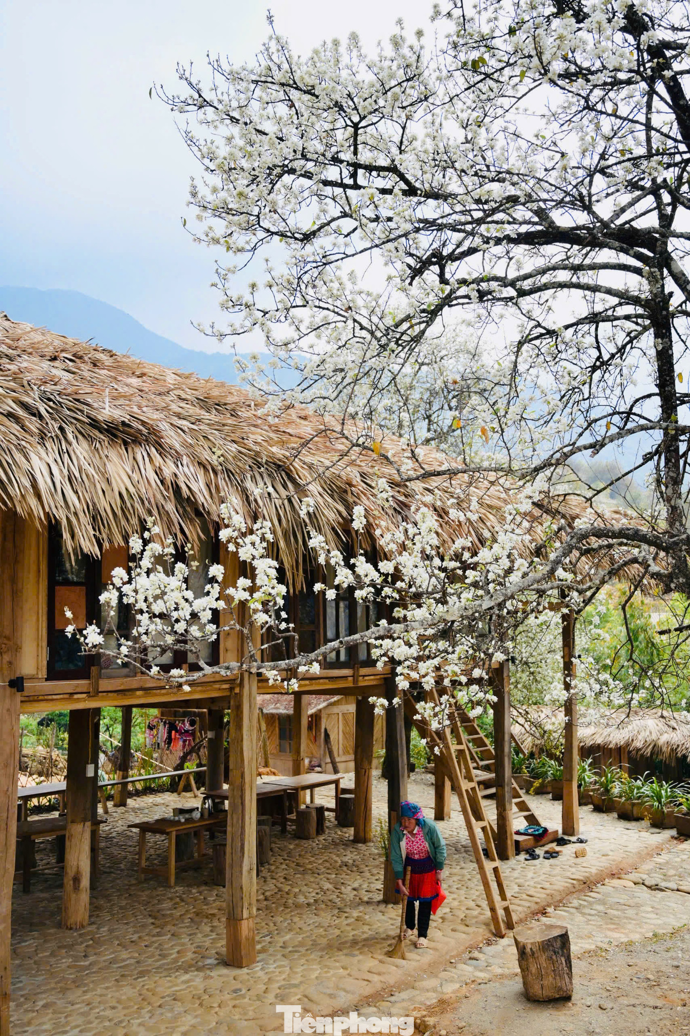 Trước đây cây táo mèo mọc tự nhiên trong rừng, sau này được người dân đem về trồng số lượng lớn tại các bản làng.