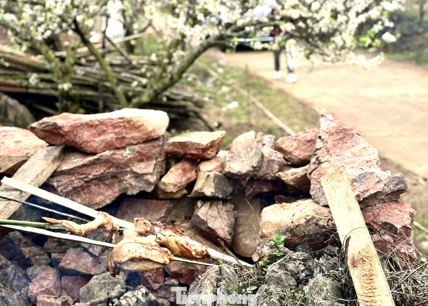 "Du khách nếu muốn chiêm ngưỡng mùa hoa mận rực rỡ cần lên kế hoạch tới Mộc Châu sớm. Tốt nhất là không nên đi vào cuối tuần để tránh tắc đường, đông người", anh Tiểu Bảo, chủ nhà vườn mận ở Mộc Châu cho biết.