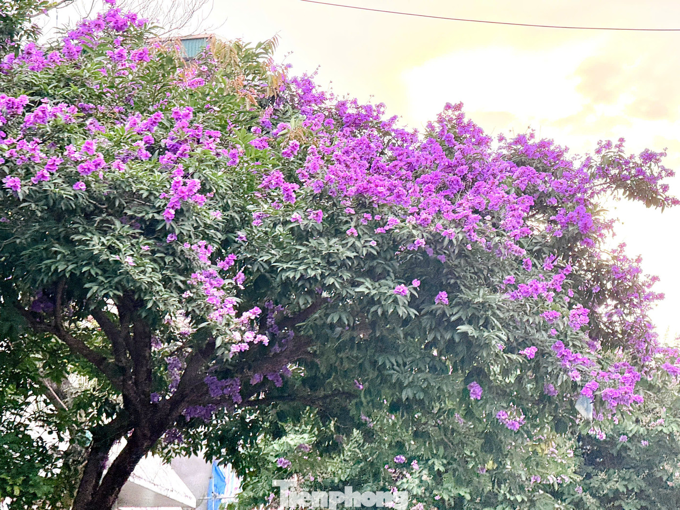 Với ưu điểm là cây bóng mát, phù hợp với không gian đô thị, do đó, cây bằng lăng được trồng nhiều ở các tuyến phố Hà Nội như phố Kim Mã, Đinh Tiên Hoàng, Thợ Nhuộm...