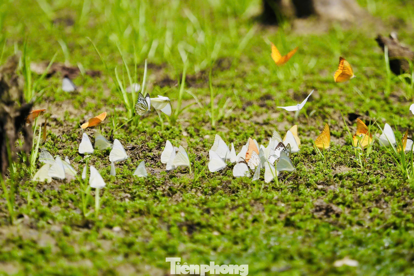 Chỉ cách Hà Nội hơn 2 giờ di chuyển, Vườn quốc gia Cúc Phương là một trong những lựa chọn hàng đầu mà các du khách có thể "bỏ túi" trong mùa hè này nếu đang cân nhắc điểm đến bình yên, không quá xô bồ và kết nối với thiên nhiên.