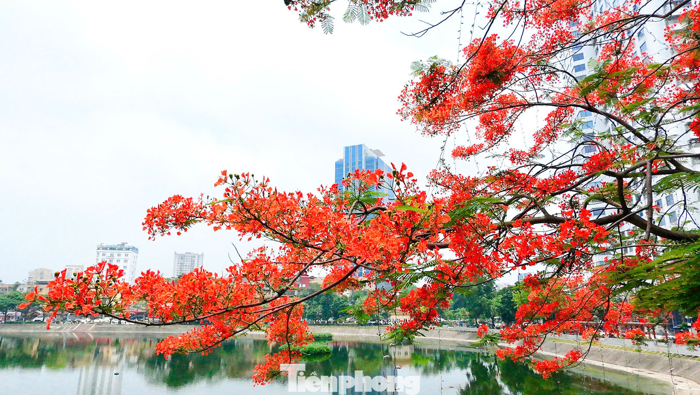 Phượng vĩ còn có tên là xoan tây hay điệp tây. Ngoài giá trị là cây cảnh, phượng vĩ còn có tác dụng như một loài cây tạo bóng râm trong điều kiện nhiệt đới.