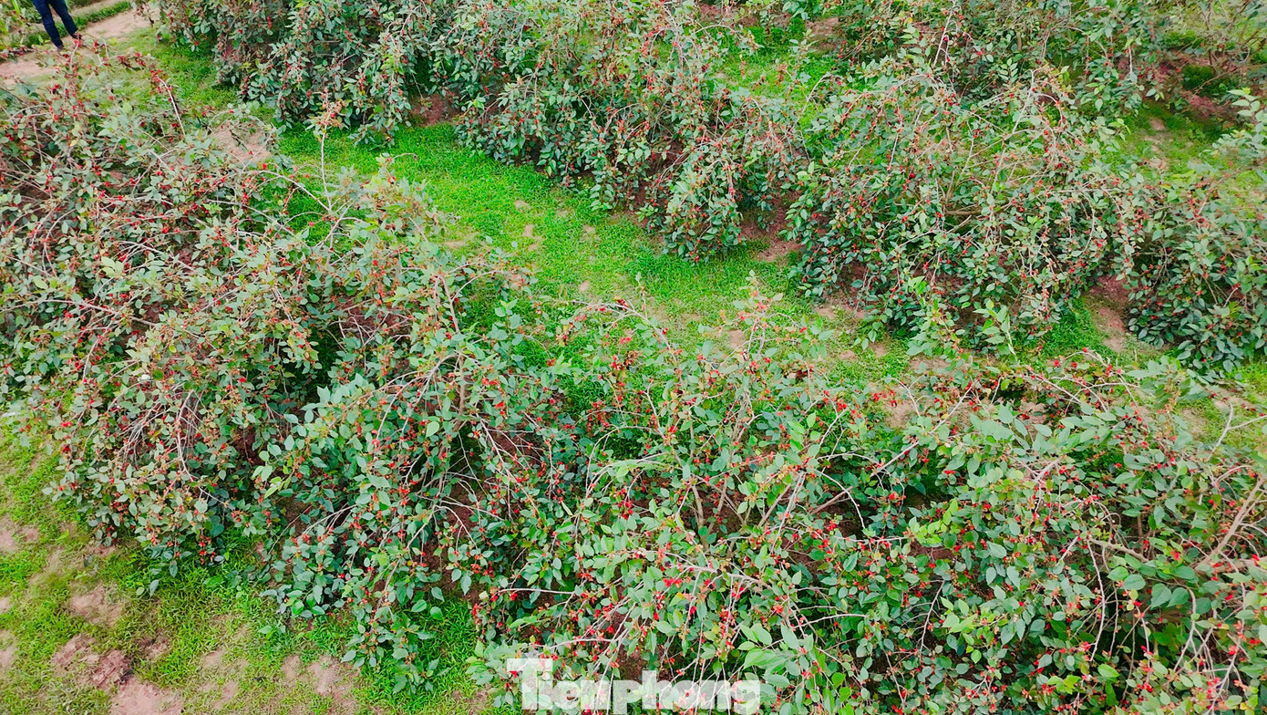 Từ chỗ chỉ là loại cây trồng làm bờ rào, dâu tằm đã giúp nhiều nông dân ngoại thành Hà Nội có thu nhập cao. Từ chỗ chỉ là loại cây trồng làm bờ rào, dâu tằm đã giúp nhiều nông dân ngoại thành Hà Nội có thu nhập cao.