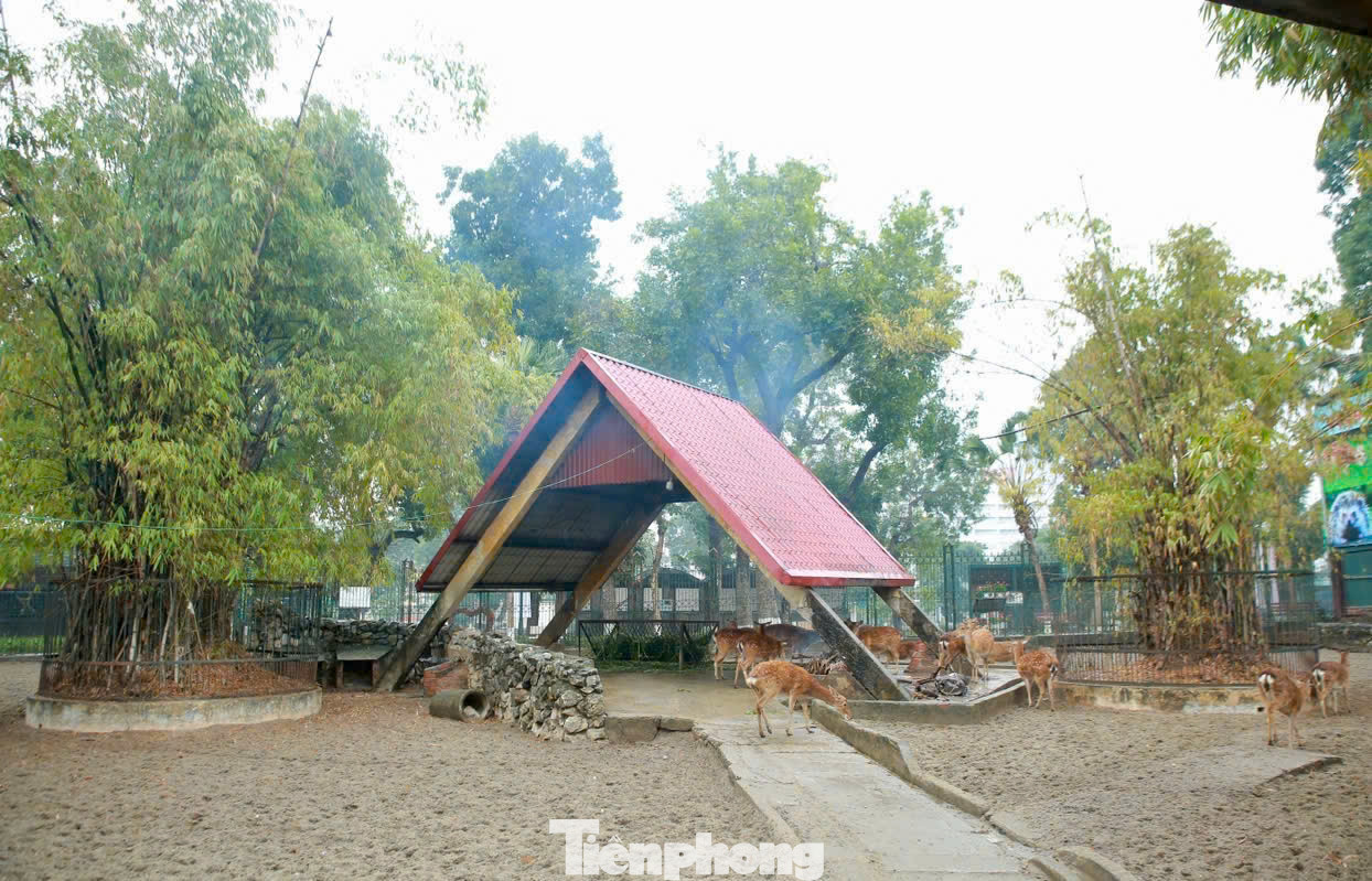 Những ngày qua khi thời tiết mưa rét đậm dưới 17 độ, các công nhân ở vườn thú Thủ Lệ, Hà Nội đang triển khai nhiều biện pháp để đảm bảo sức khỏe cho các con vật.